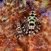 shrimp_coleman_bhr_tam_h_0579_bal6535.jpg